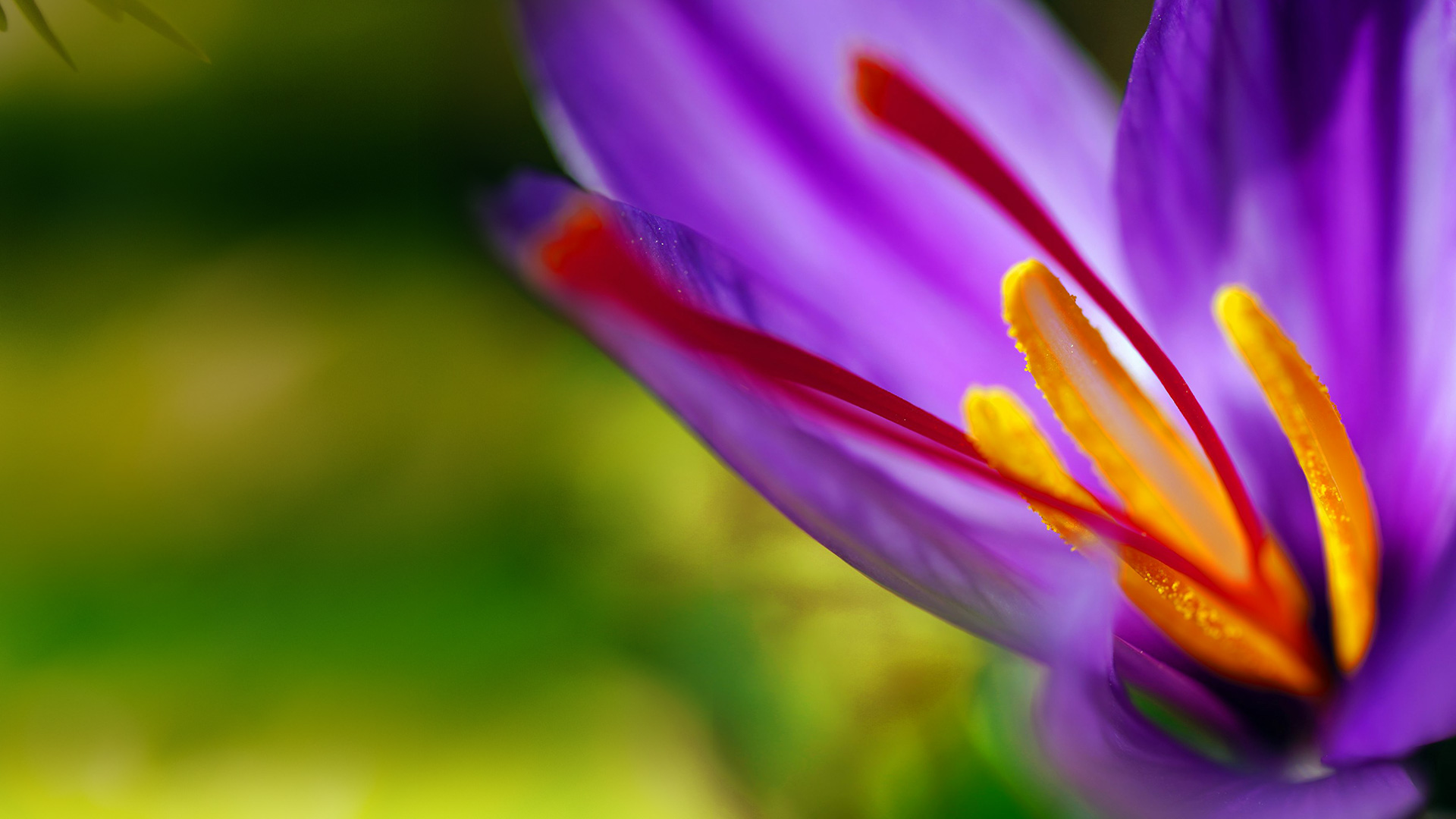Saffron Bulbs - BG - Home Landing V1 00b